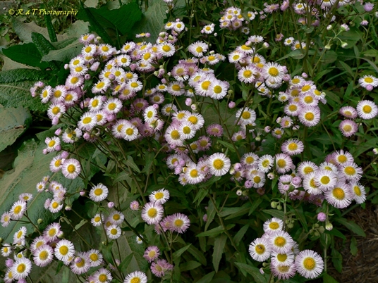 {Erigeron philadelphicus}